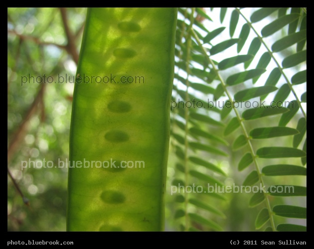 Green Seedpod - A seedpod hanging from a tree in Eau Gallie, FL