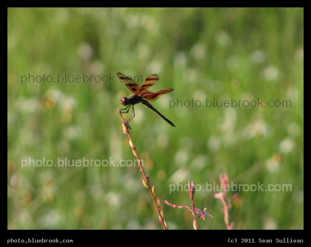 Merritt Island Dragonfly - A dragonfly carefully perched on a plant in the Merritt Island Wildlife Refuge, FL