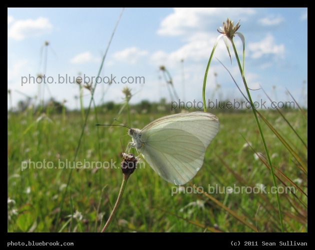 White Butterfly - In a field at launch pad 39-A remote camera site 3, Kennedy Space Center