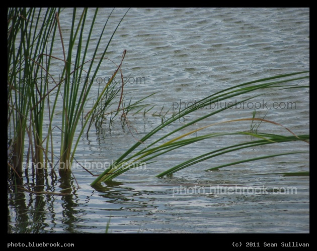 Angled Reeds - A pond near Kennedy Space Center launch pad 39-A