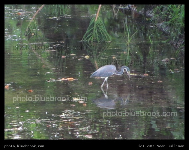 Heron in a Canal - Bradenton, FL