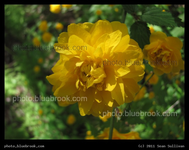 Golden Flower - Grafton MA