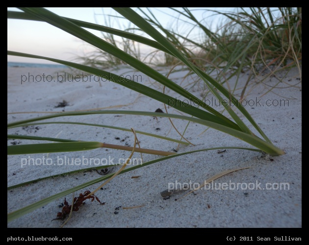 Beach Grasses - Playalinda Beach, Merritt Island National Wildlife Refuge, FL