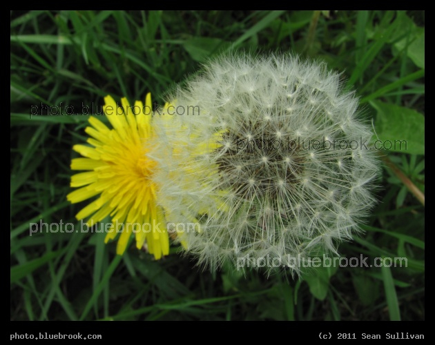 Dandelion Phases - Pittsfield MA