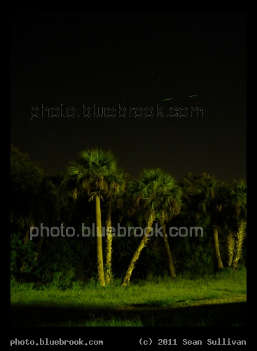Firefly in Scorpius - A firefly flashes twice along the south edge of the Kennedy Space Center press site, with the stars of the constellation Scorpius in the background