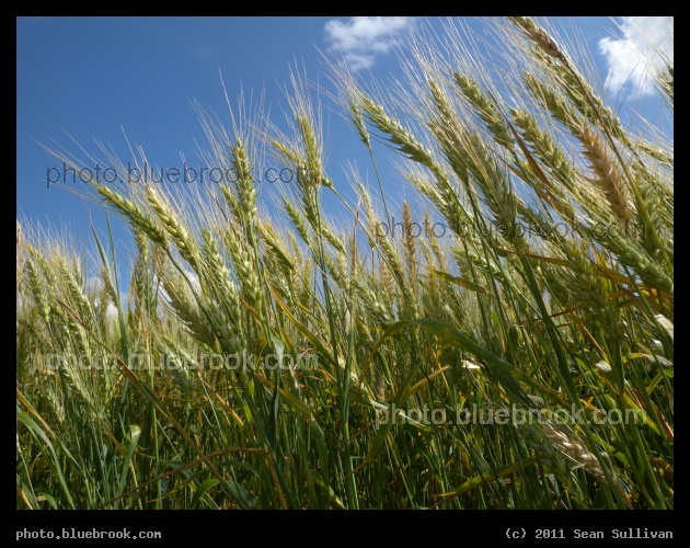 Wheat Stalks - Crookston, MN