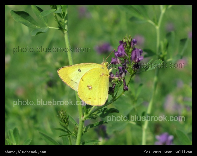 Yellow Butterfly - Crookston, MN