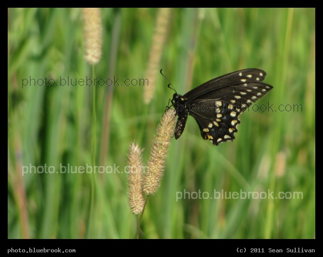 Black Butterfly - Crookston, MN