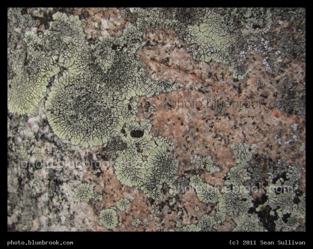 Lichens on Granite - An ornamental rock at a wildflower garden, Crookston MN