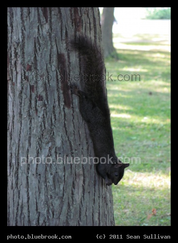 Vertical Squirrel - A dark squirrel snacking on a nut, Niagara Falls NY