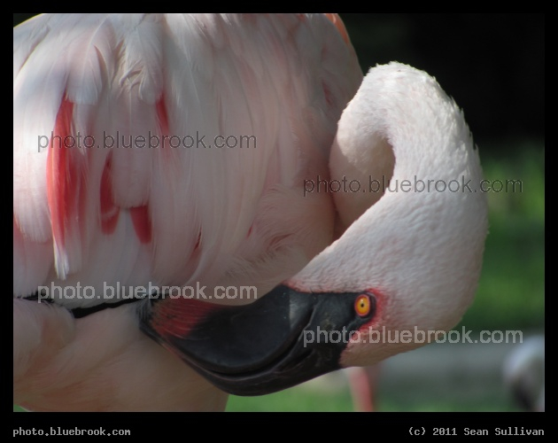 Grooming Flamingo - Cleveland Metroparks Zoo, Cleveland OH