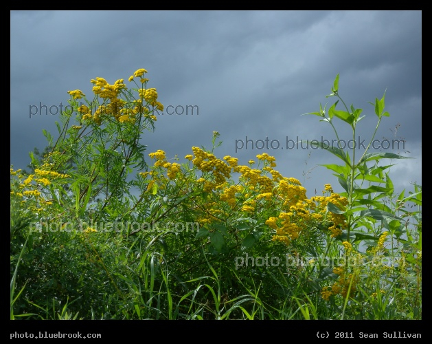 Golden Flowers, Silver Sky - Old Crossing Treaty Park, Huot MN