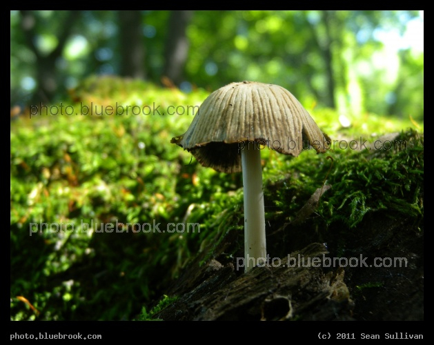 Castle Park Mushroom - Castle Park, Crookston MN