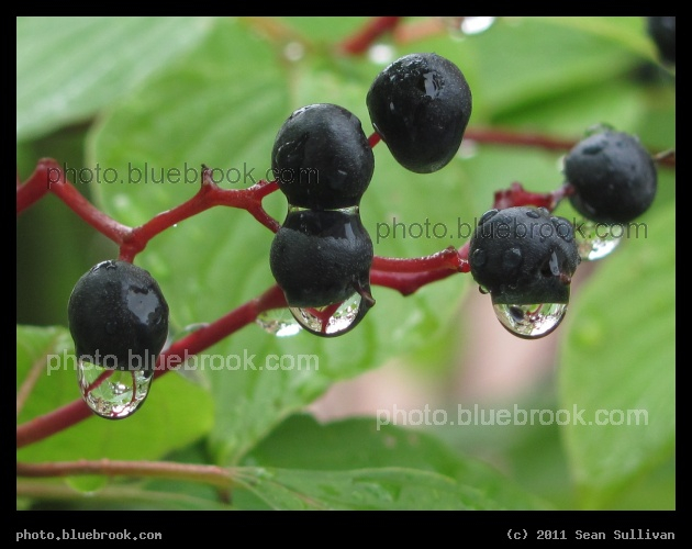Five Berries and Waterdrops - White River Junction, VT
