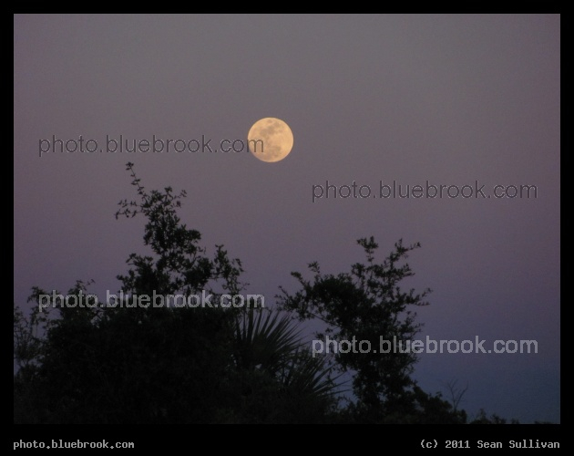 Tropical Moonrise - Merritt Island National Wildlife Refuge, FL