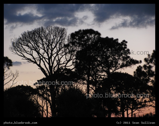 Florida Canopy - Evening twilight in the Merritt Island National Wildlife Refuge, FL
