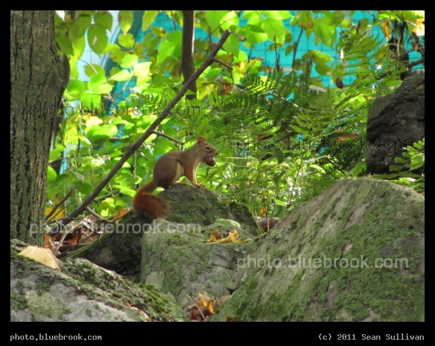 Red Squirrel with Acorn - Grafton, MA