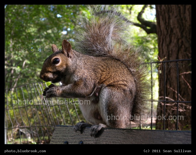 City Squirrel - Central Park, New York NY