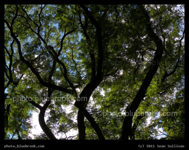 Wandering Branches - Looking up in Central Park, New York NY
