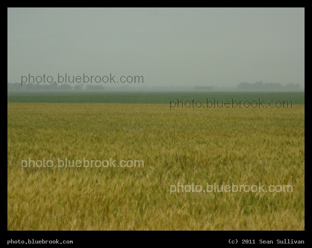 Field of Ripe Grain - A field of grain in a rain shower, Huot MN