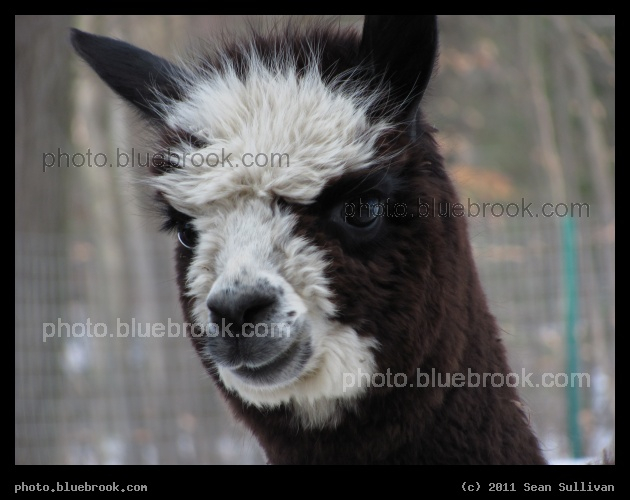 Lanoche the Alpaca - Lanoche at <a href=