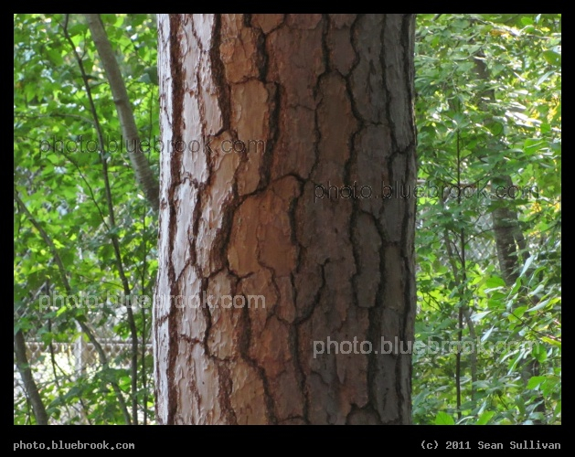 Bark Shading - Light on a tree trunk at Houghton Garden, Newton MA