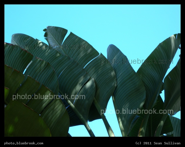 Giant Leaves - Leaves of a Bird of Paradise plant, Eau Gallie, FL
