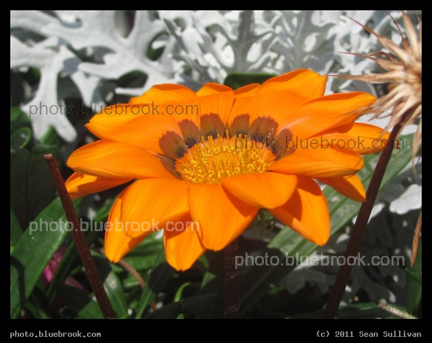 Orange Flower - Eau Gallie, FL