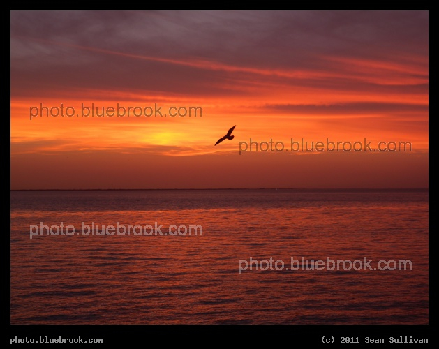 Chesapeake Flight - A bird soaring above Chesapeake Bay at sunset, from the Chesapeake Bay Bridge and Tunnel