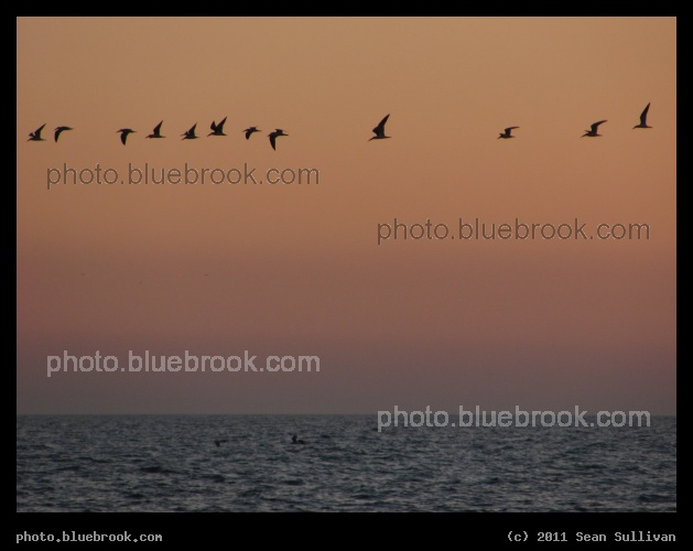 Line of Birds - Gulf of Mexico, Sarasota FL