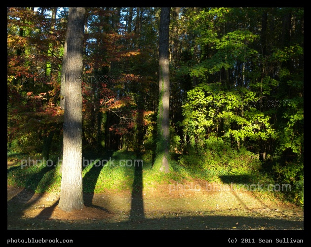 Light into the Woods - Evening light into woods near a rest area on Interstate 95, Fayetteville NC
