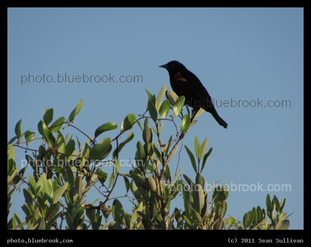 Red-Winged Blackbird - Merritt Island National Wildlife Refuge, FL