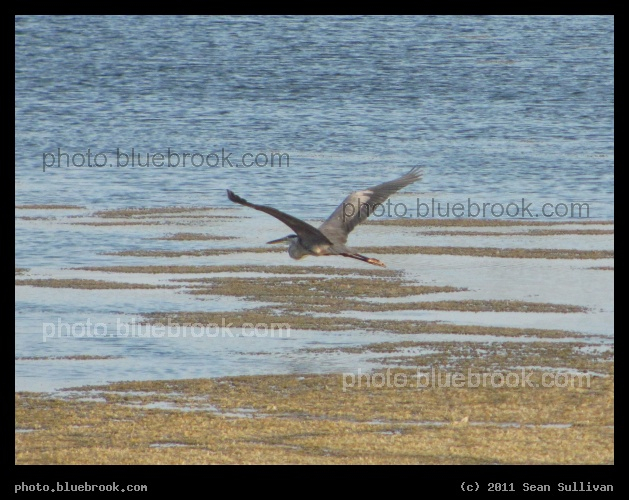 Heron Wingspan - Merritt Island National Wildlife Refuge, FL
