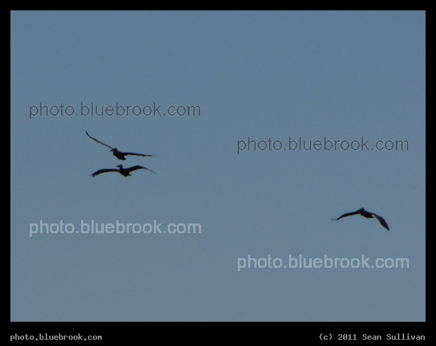 Three Pelicans - Merritt Island National Wildlife Refuge, FL