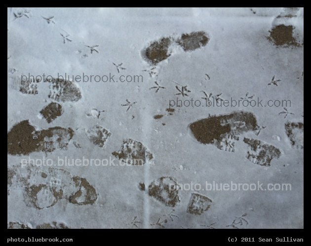 Footprints and Bird Tracks - Somerville MA