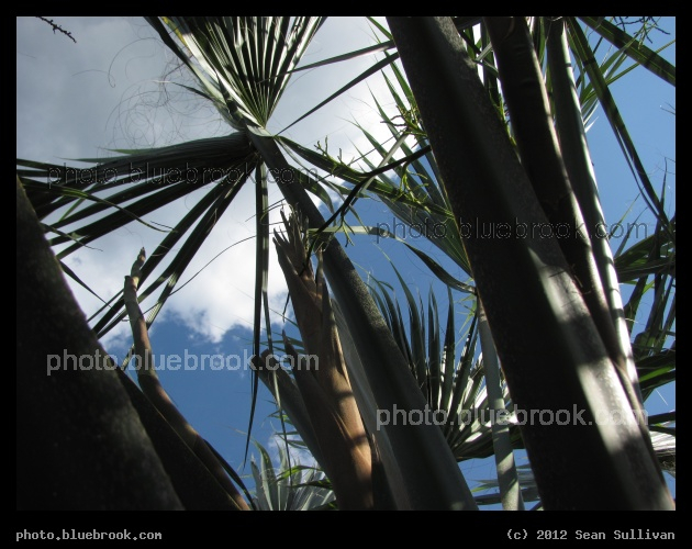 Fronds Above - Titusville, FL