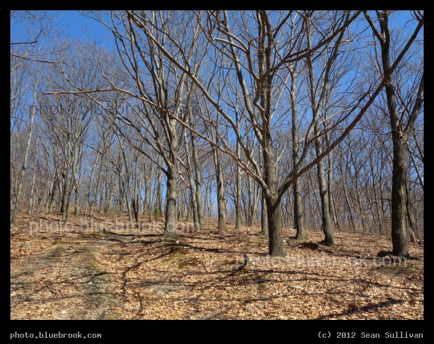 Sleeping Forest - A hillside with leafless trees in winter, Chandler Hill Park, Worcester MA