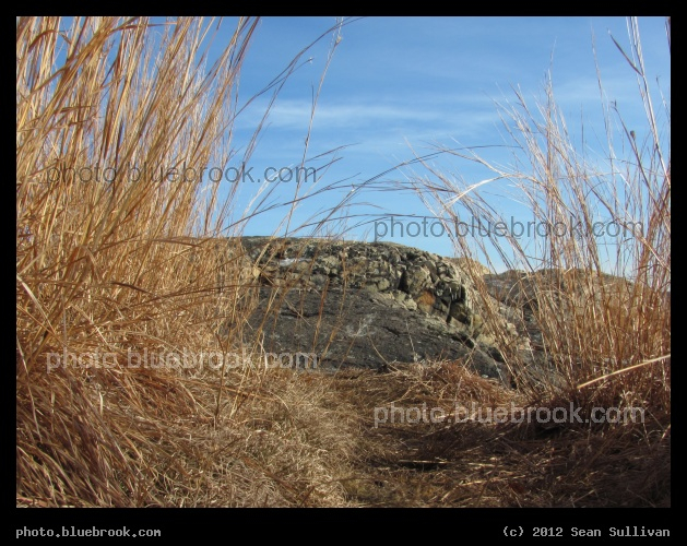 Winter Grass Pathway - Middlesex Fells Reservation, Melrose MA