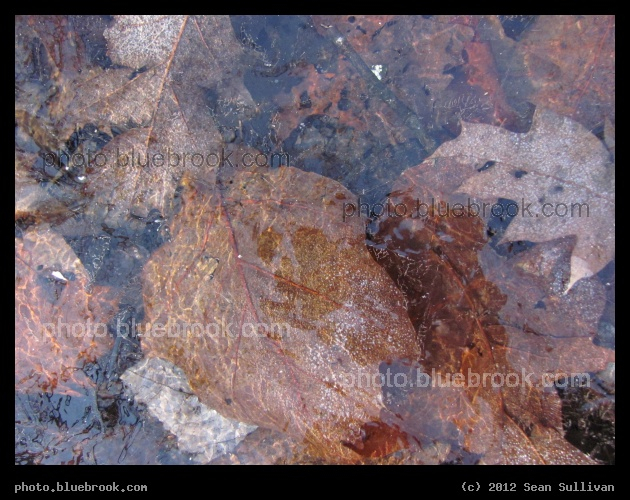 Frozen Leaves - Middlesex Fells Reservation, Melrose MA