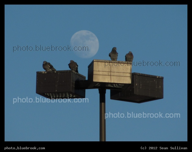 Pigeons with a White Rock - The moon rising behind a light pole, Somerville MA