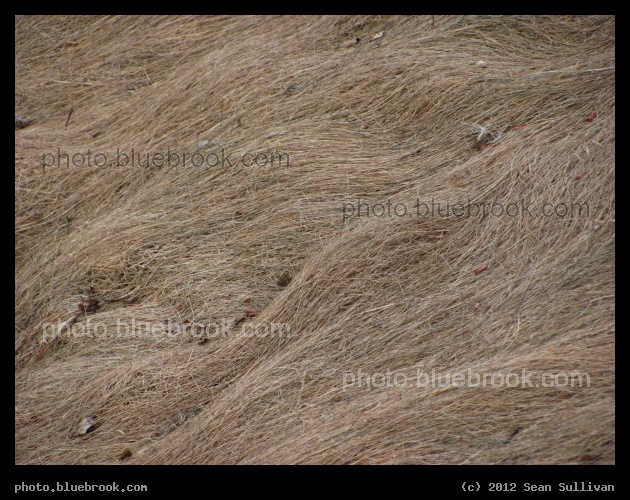 Waves of February Grasses - Dry grasses in winter, Dover, NH