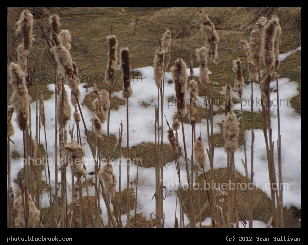 Winter Cattails - Patches of snow on a slope behind cattails, Dover NH
