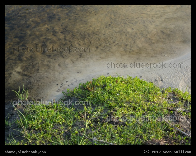 Myakka River Shoreline - The bank of the Myakka River, Myakka City FL