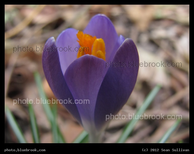 Purple Crocus - Among the first flowers of spring, Somerville MA