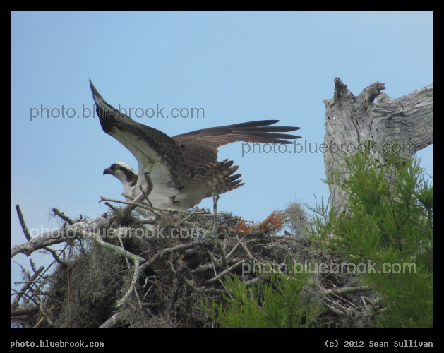 Osprey Nest - An osprey in a nest near Blue Cypress Lake, Vero Beach FL