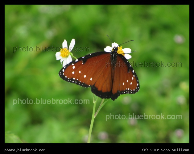 Butterfly on Daisies - A butterfly near Blue Cypress Lake, Vero Beach FL