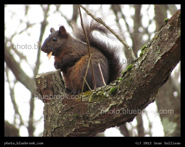 Multicolored Squirrel - Amherst MA