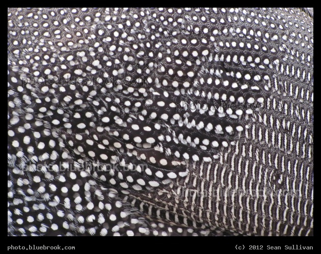 Pearl Feathers - Detail of feathers on a pearl colored guinea hen, Grafton MA