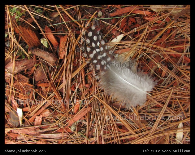 Fallen Feather - From a pearl colored guinea hen, Grafton MA