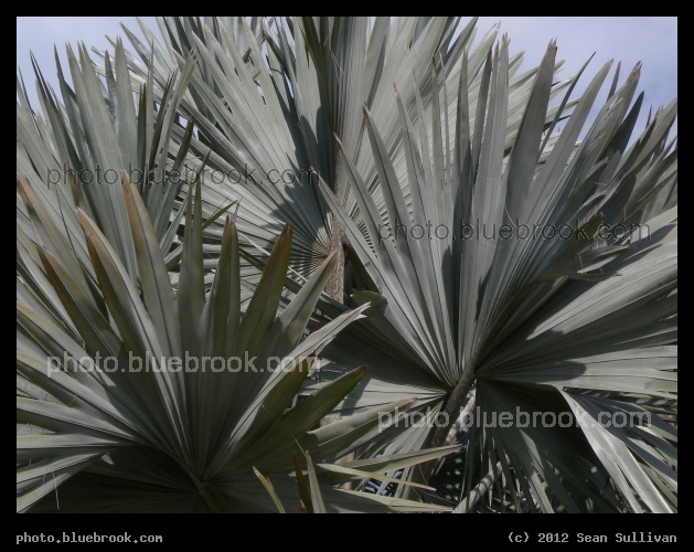 Cluster of Fronds - Indian Harbour Beach, FL